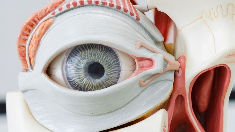 Dry Eye: Which Eye Drops Actually Work, Which Don’t — and When to See a Doctor